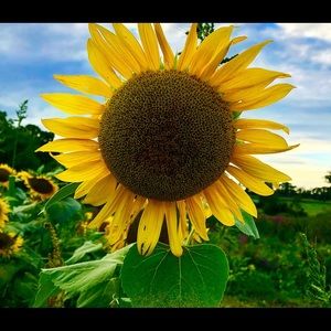 Meet your Posher, Jenn